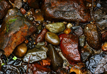 Wet stones in a river