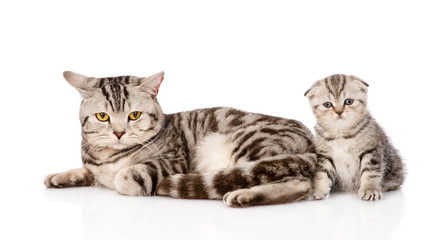 Fototapeta na wymiar mother cat with kitten. isolated on white background