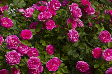 Obraz premium Pink Rose Bush