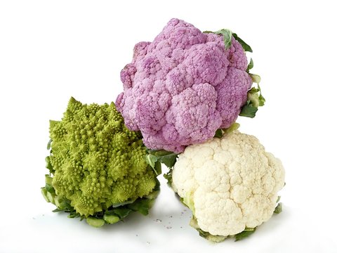 multicolor calliflowers