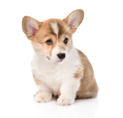 Pembroke Welsh Corgi puppy sitting in front. isolated on white b