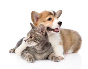 Pembroke Welsh Corgi puppy hugging cat. isolated on white backgr