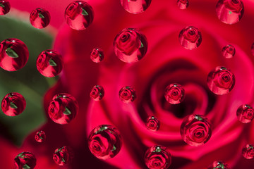 Rose Droplet Abstract