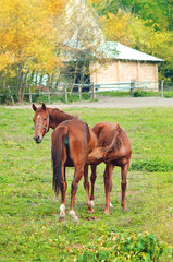 Obraz premium Horse foal sucking from mare