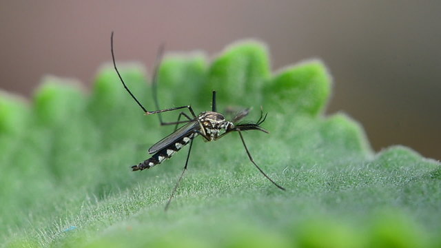 A mosquito resting on a green leaf.