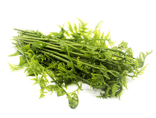 Group of curly ferns isolated on white background