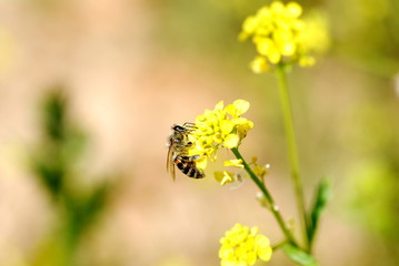 Bee on yellow flowers
