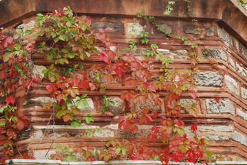 Colorful ivy on the wall in autumn