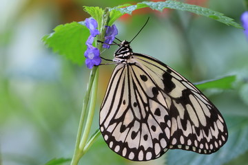 Large Tree Nymphs(Paper Kite,Rice Paper) butterfly and flowers