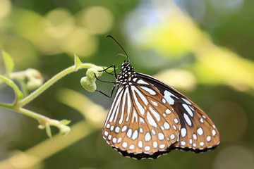 Blue Spotted Milkweed butterfly