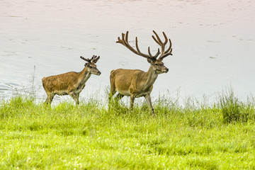 Two deer in the wet meadow