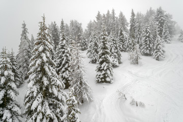 Mist in winter mountain forest