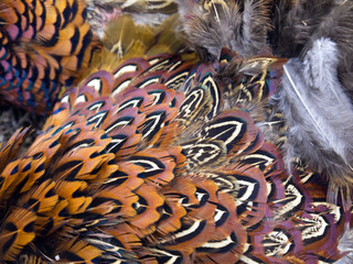 pheasant feathers 004 © warrior10