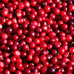 Ripe cranberries for background