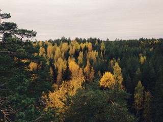 осенний  лес в Реповеси.  Финляндиия 