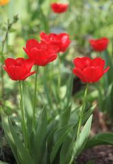 red tulips