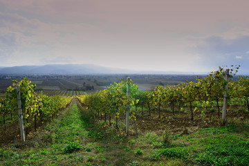 Fototapeta na wymiar vigneti terre di vini