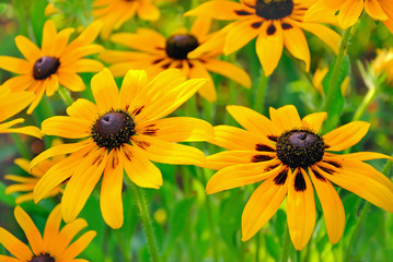 Flowers rudbeckia