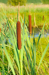 Bulrush plants