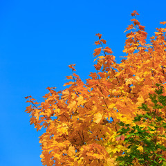 Yellow of maple leaves in autumn on a background of blue sky