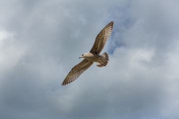 Flying seagull