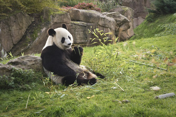 panda géant // giant panda