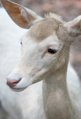 Cute White red deer close up portrait