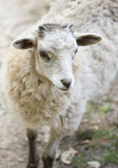 White fluffy baby sheep close up portrait