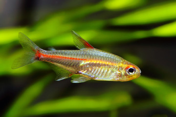 Glowlight Tetra fish