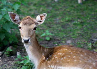 Young roe deer laying on the grass