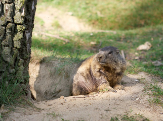 Alpine marmot standing on the sand