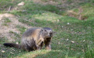 Alpine marmot standing in the green grass