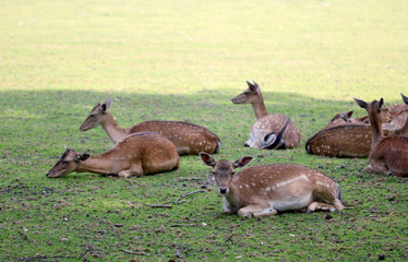 Naklejka na ściany i meble Roe deer group laying in the shadow
