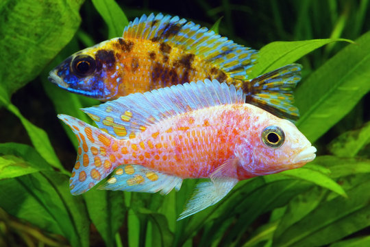 Fototapeta Malawi Cichlid