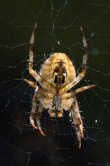 Live spider isolated on her spider web