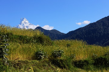Mount Machapuchare at 6993 ms.high. Nepal. 0648