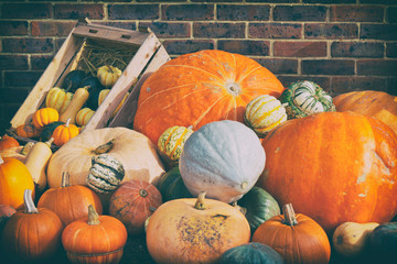Colorful Autumn Pumpkin Display