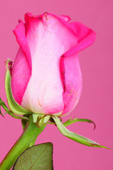 Fototapeta premium Pink Rose