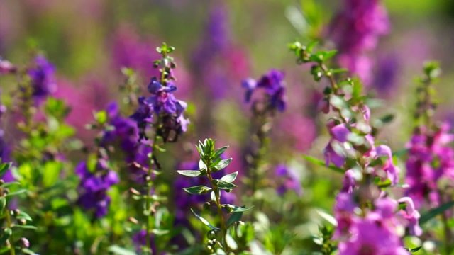 Purple flower plants in a field moving camera