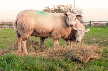 Pair of sheep grazing