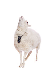 Portrait Of sheep in christmas hat On White