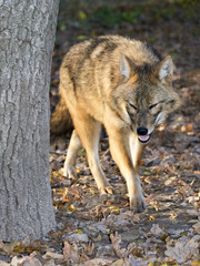 Golden jackal (Canis aureus)