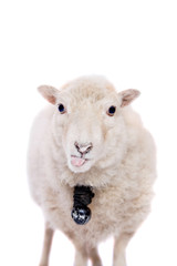 Portrait Of sheep in christmas hat On White