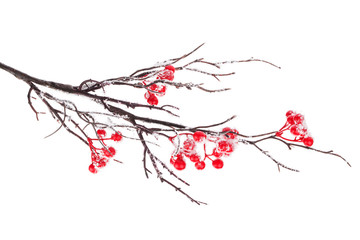 Christmas decorative snow branch with holly berry