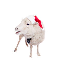 Portrait Of sheep in christmas hat On White