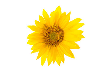 Sunflower flower head isolated on white.