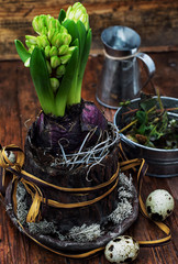 sprout hyacinth flower in a flowerpot decorated with moss