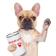 donation dog