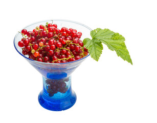Red currant