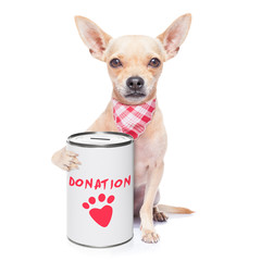 donation dog - obrazy, fototapety, plakaty